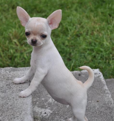 Aw Look At That Curl In His Tail So Cute Lorr Chihuahua