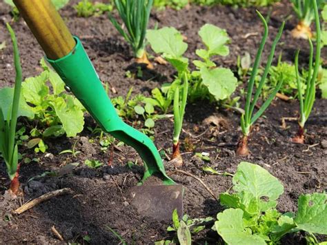 What Are The Organic Weed Control Methods Eden Lawn Care And Snow