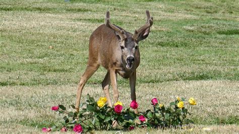 Thank you for watching the video. Deer Eating Roses on Grave at Cemetery Scorching Hot ...