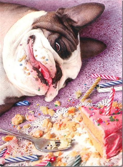 Dog Eating Cake Meme Denny Eaton