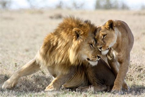 Lion And Lioness Love Stock Photos Pictures And Royalty Free Images Istock