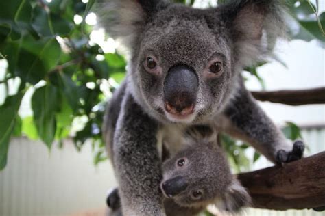 What To Expect In Our Koala And Wildlife Park