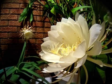 You can propagate the plant using both its stems and its leaves. Pin on Queen of the Night Cactus or Dutchman's Pipe Cactus ...