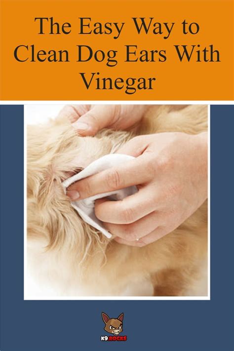 How To Clean Dog Ears With Vinegar The Easy Way K9 Rocks Dog Ear
