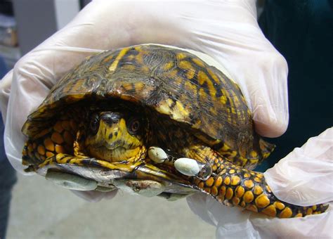 By adopting such a pet turtle instead of purchasing a wild caught specimen, you will not only save the wild population. Eastern Box Turtle, #12-1938 | The Wildlife Center of Virginia