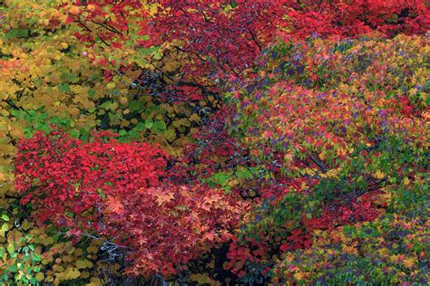 Fall Colors Seattle Arboretum Photograph By Tom Norring Fine Art America