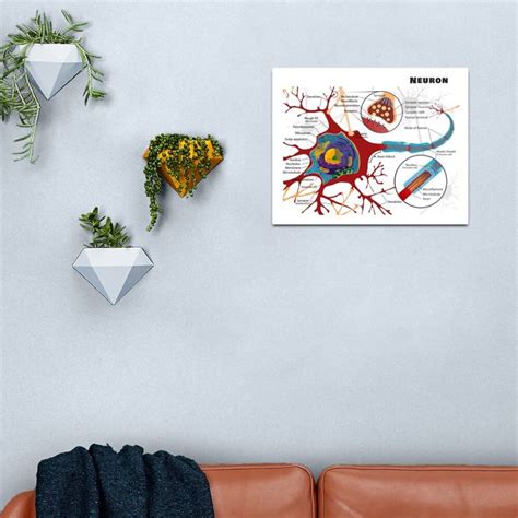 Diagram Of A Typical Myelinated Vertebrate Motor Neuron Metal Print By