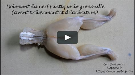 Extraction Du Nerf Sciatique De Grenouille On Vimeo