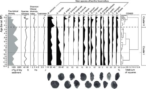 18 Faunistical Density Number Of Foraminifera Per Gram Of Sediment