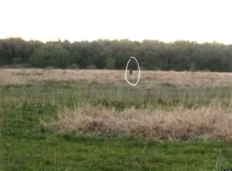 Skunk Ape Sighting In Myakka Florida; Is This Bigfoot's Cousin? (VIDEO