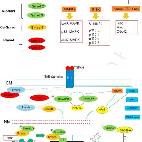 Mechanisms of TGF β1 Regulated Gene Expression Predominantly Smads