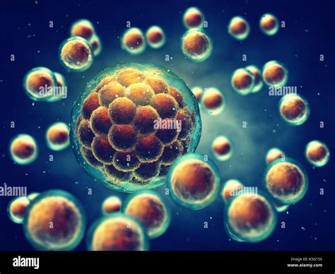 Early Stage Embryo High Resolution Stock Photography And Images Alamy