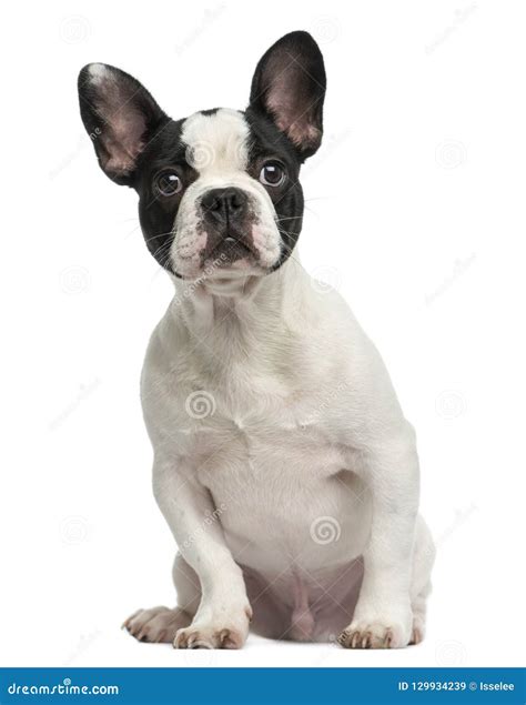 French Bulldog Puppy Sitting 4 Months Old Isolated Stock Image