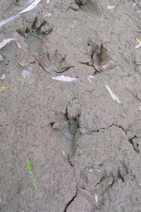 We did not find results for: Backyard Beasts: Raccoon tracks and trails