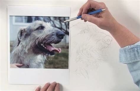 This step totally depends on your dog's breed and type of fur — our beagle's short, straight coat is much different than, say, a poodle's curls. Learn how to draw dogs from this step-by-step demonstration on realistic pet portraits from ...