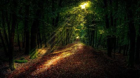 Wallpaper Forest Path Autumn Trees Sunlight Hd Picture Image