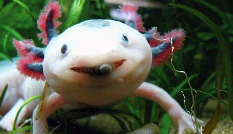 Small fish like livebearers and tetras will eventually end up as a meal. Beauty Animalia: Mexican axolotl