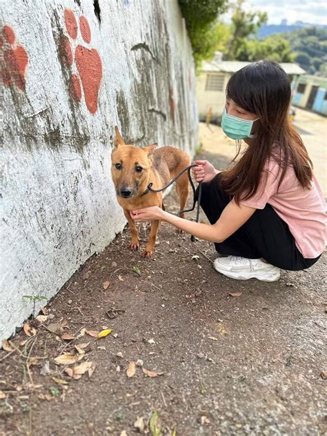 認養官方指定不易認養犬隻 享受終身福利加碼 保險補助等你來申請 蕃新聞