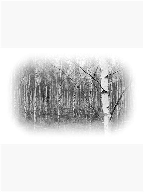 Young Birch Tree Forest Black And White Sticker For Sale By Robert