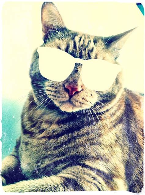 Cat Sunglasses One Cool Cat I Need This On A Shirt Cute