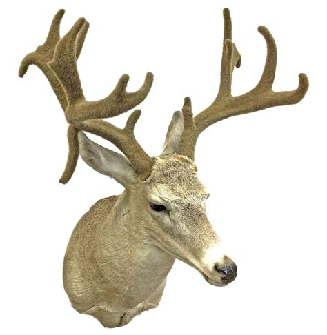 Lot Kansas Whitetail Deer Shoulder Mount Taxidermy