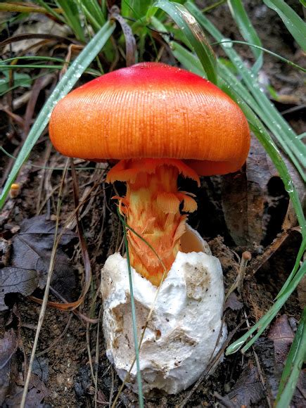 American Caesars Amanita Project Noah