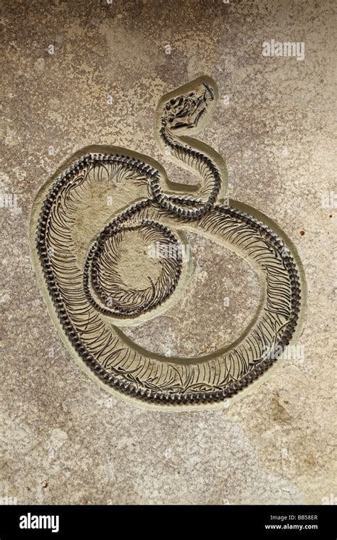 Fossil Snake Cast Eocene 50 Million Years Old Green River