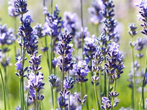 Free Images Meadow Flower Purple Herb Crop Botany Wildflower