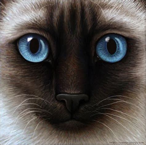 They nearly all have brilliant, intensely blue eyes, as you can see from the picture below. My Warrior Cats Pictures: Siamese Cat - Seal Point