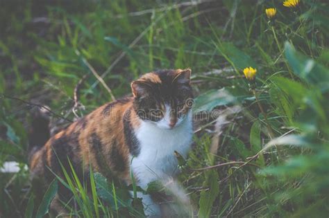 Cat Hunting In Grass Stock Photo Image Of Beautiful 58878844