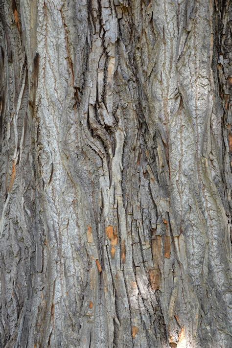 Free Stock Photo Of Bark Of Black Cottonwood Download Free Images And