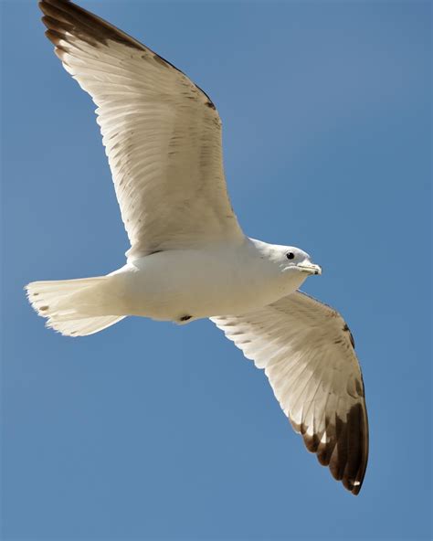 Top 101 Pictures Big White Bird With Long Neck Excellent