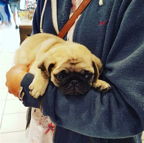 This Is Buddy Hes Only 10 Weeks Old Cutest Dog Ever Teacup Pug Pugs