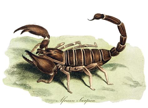 Scorpion Old Book Illustrations