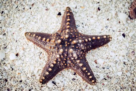 Starfish On Sand Close Up Stock Photo Image Of Marine 132857606