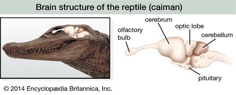 Reptile Skull And Dentition Britannica