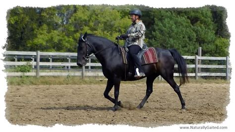 Flat Walk And Running Walk By A Naturally Gaited Tennessee Walking