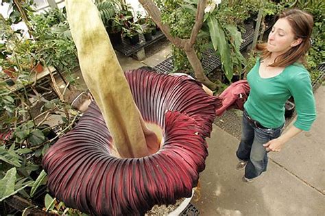 Fri 30 oct 2015 17.42 gmt last modified on fri 30 oct 2015 18.21 gmt. The gigantic corpse flower only blooms once every few ...
