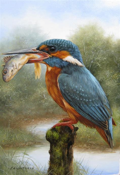 Carl Whitfield British Wildlife Artist Wildlife Art Birds Painting