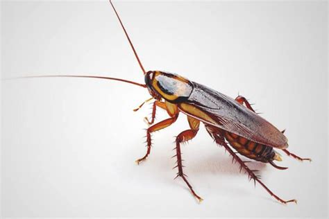cucaracha características significado reproducción y mucho más