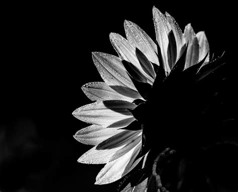 Want to feel like you're walking on sunshine? Sunflower in black and white | Shutterbug