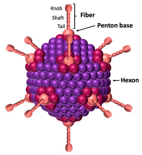 Schematic View Of Adenovirus The Icosahedral Capsid Is Formed By The Download Scientific