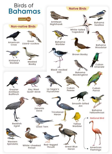 List Of Birds Found In The Bahamas With Pictures