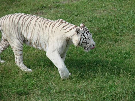 Tigre De Bengala Blanco No Es Albino Es Blanco Distribu Flickr