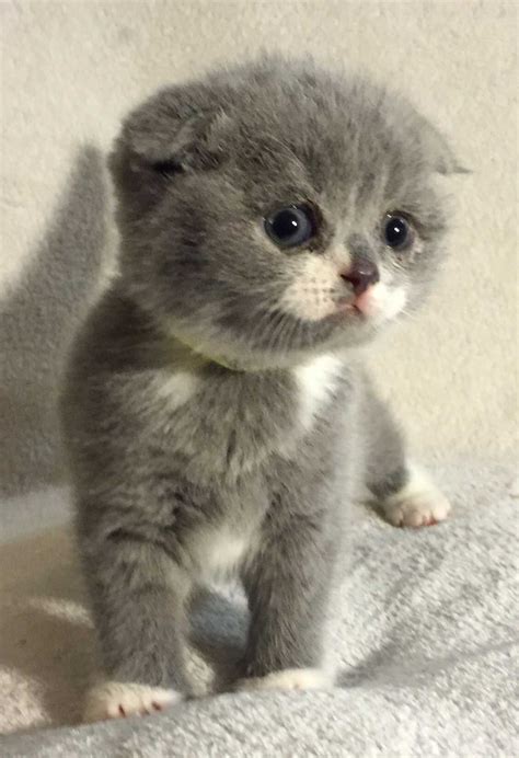 The price of scottish kitten depends very much on its breed characteristics and blood lines, and also if it is a neuter or a cat for breed. Scottish Fold Kittens for Sale | Munchkin Cat | Pinterest ...