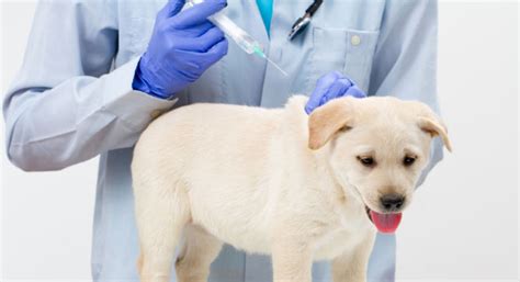 Dog Vaccination Gracemere Veterinary Surgery