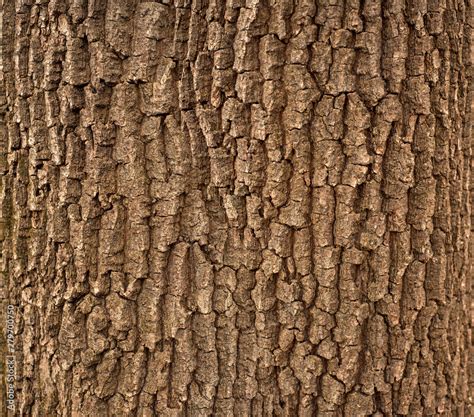 Relief Texture Of The Brown Bark Of A Tree With Green Moss On It