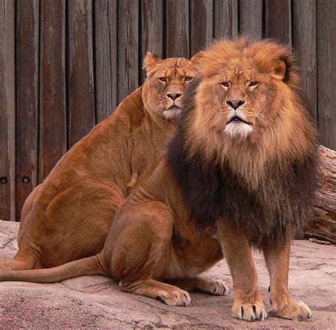 Leo And Lioness Cats Animal Lions Hd Wallpaper Peakpx