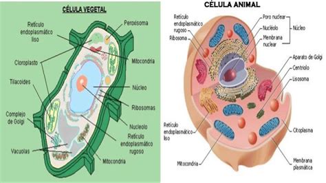Dibujo De Una Celula Dibujo De La CÉlula Y Sus Partes The Cell And