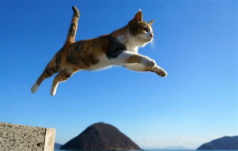 Wallpaper cat cat jump images for desktop section кошки download
